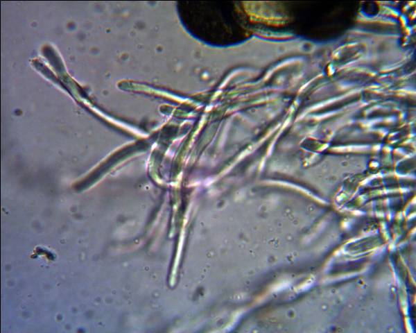 Oligoporus?? (Skeletocutis amorpha)